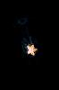 Little starfish